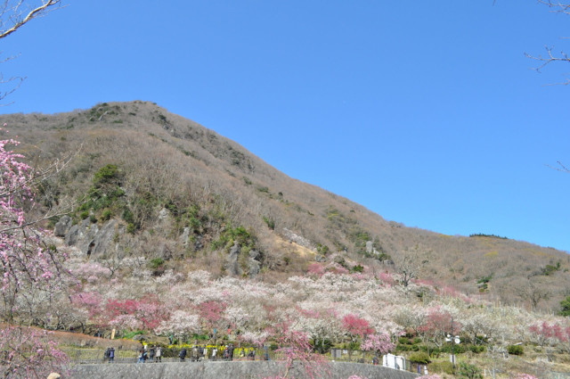 【2024年は開催終了】梅の宴（湯河原梅林/幕山公園）